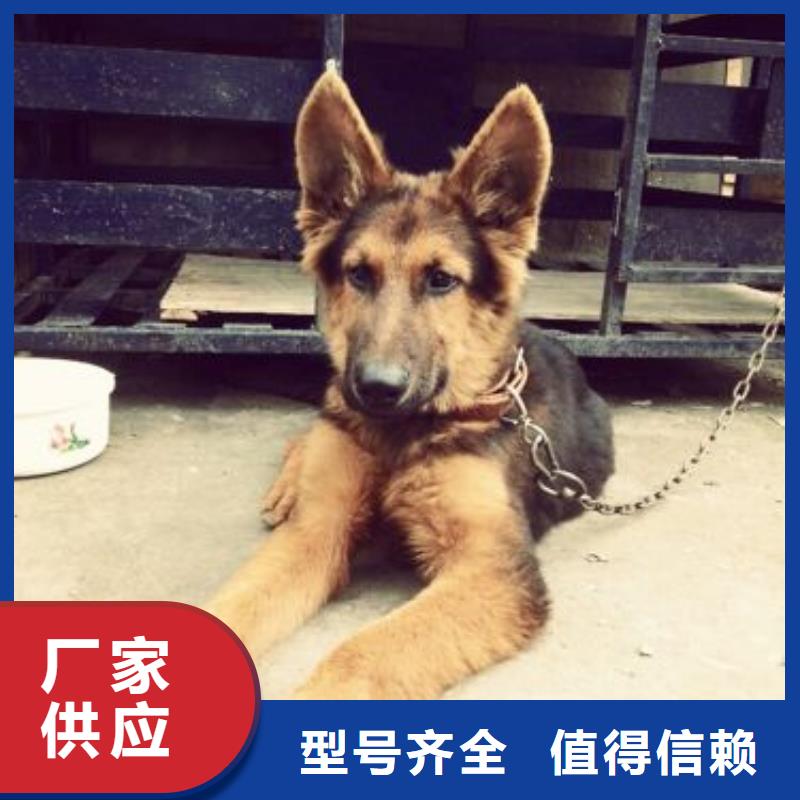 德国牧羊犬马犬货源稳定