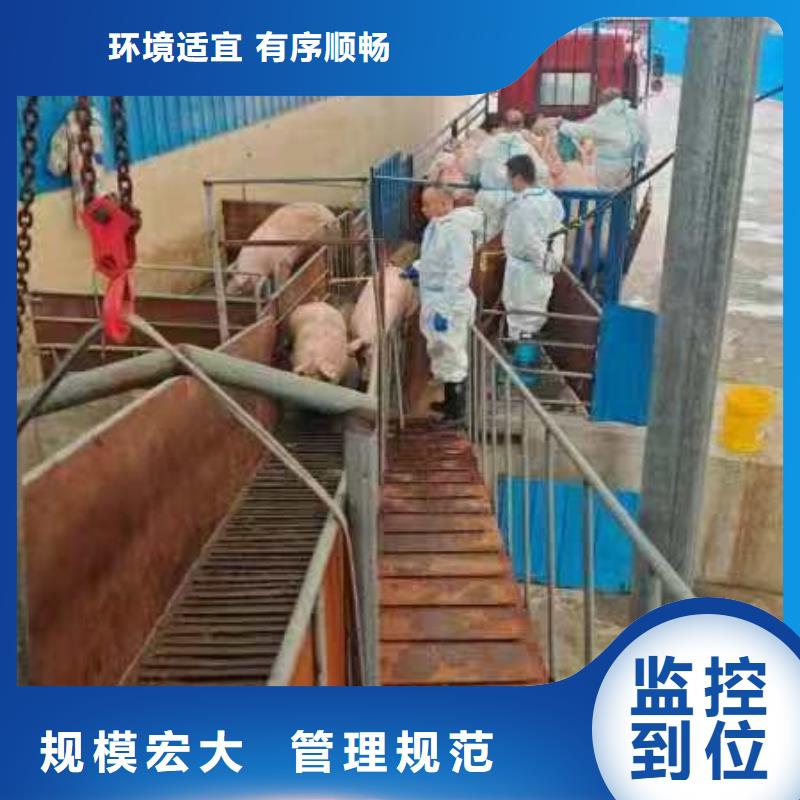 宿迁市沭阳到高栏车肥猪运输网络广泛