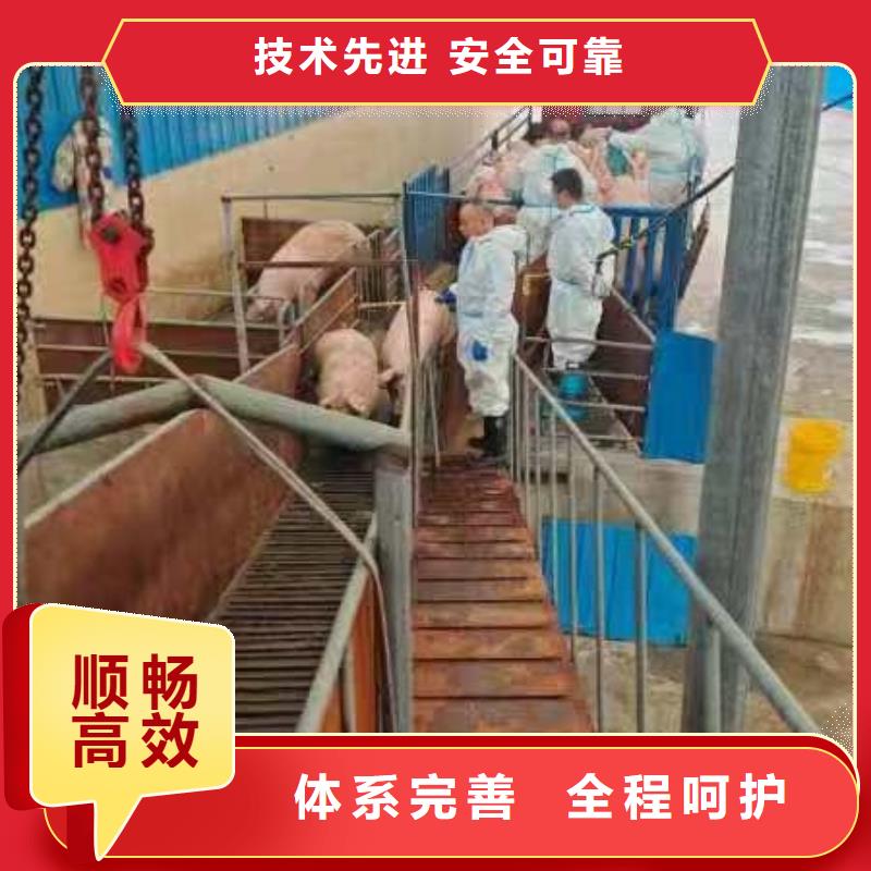 宿迁市泗阳到猪只贸易精心照料