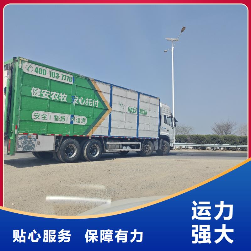 济宁到牛运输专用车无忧