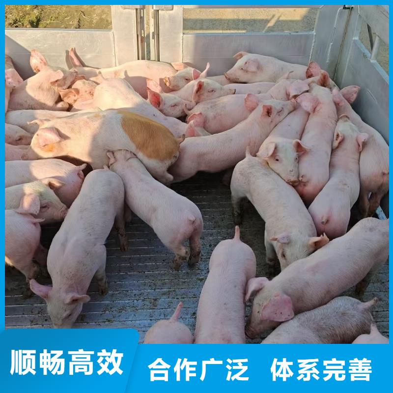 宿迁市泗阳到高栏车肥猪运输资金充裕