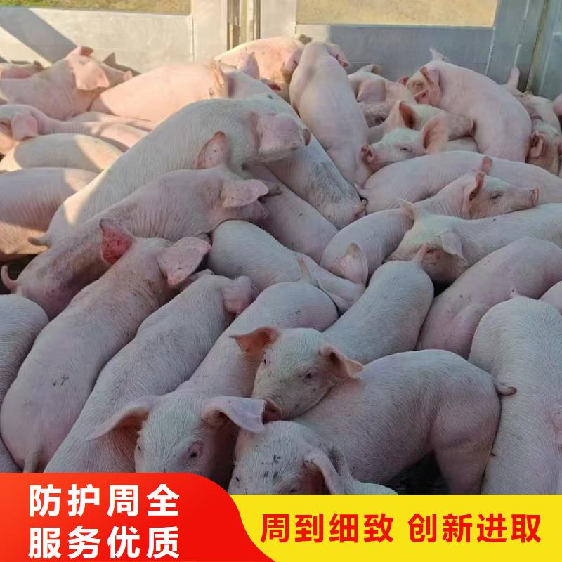 宿迁市泗洪到猪只贸易全程呵护