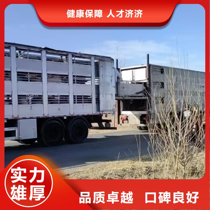 宿迁市到高栏车肥猪运输合理安排