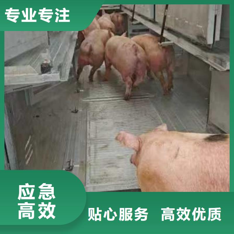 宿迁市泗阳到畜禽物流顺畅