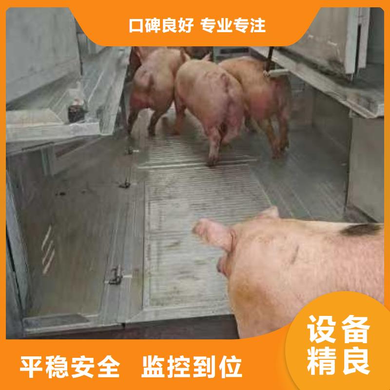 宿迁市泗洪到生猪物流温柔对待