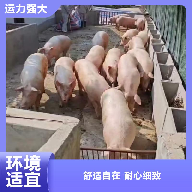 宿迁市泗阳到仔猪运输行业领先