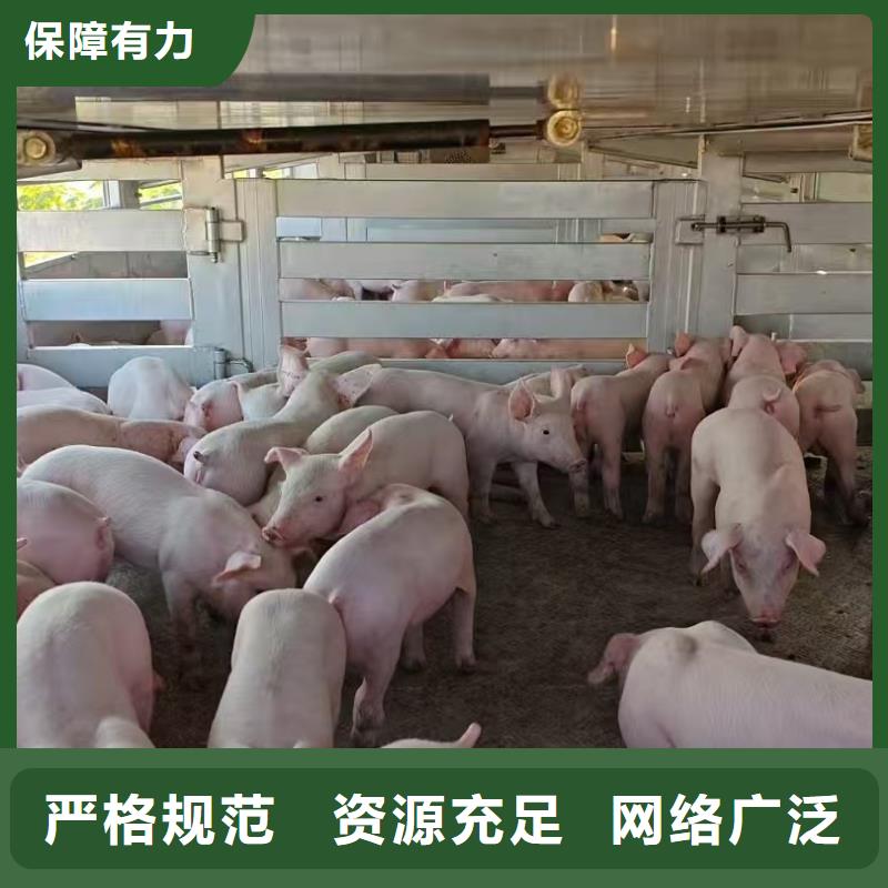 宿迁到生猪空调车运输资质齐全