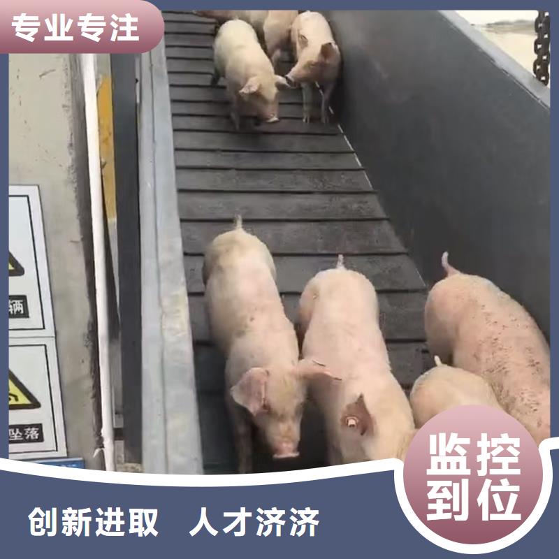 宿迁市泗洪到恒温车运输保障有力