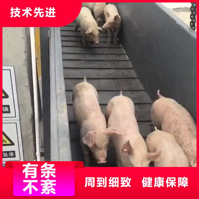 宿迁市泗洪到活禽运输准时准点