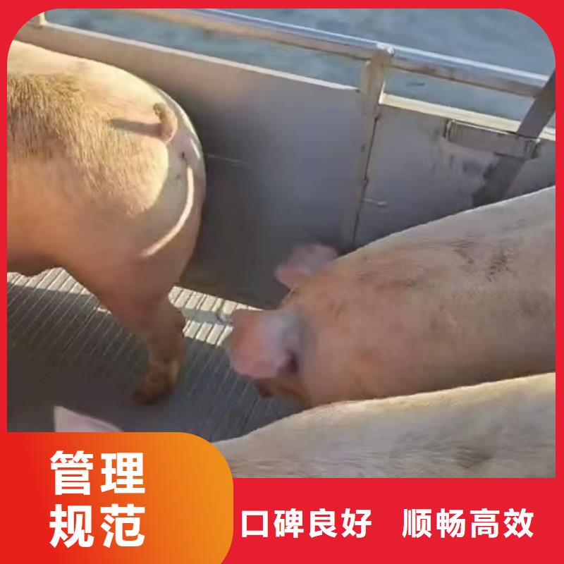 湖州到空调车运输品质卓越