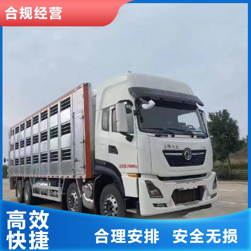 宿迁市泗洪到种猪运输网络广泛