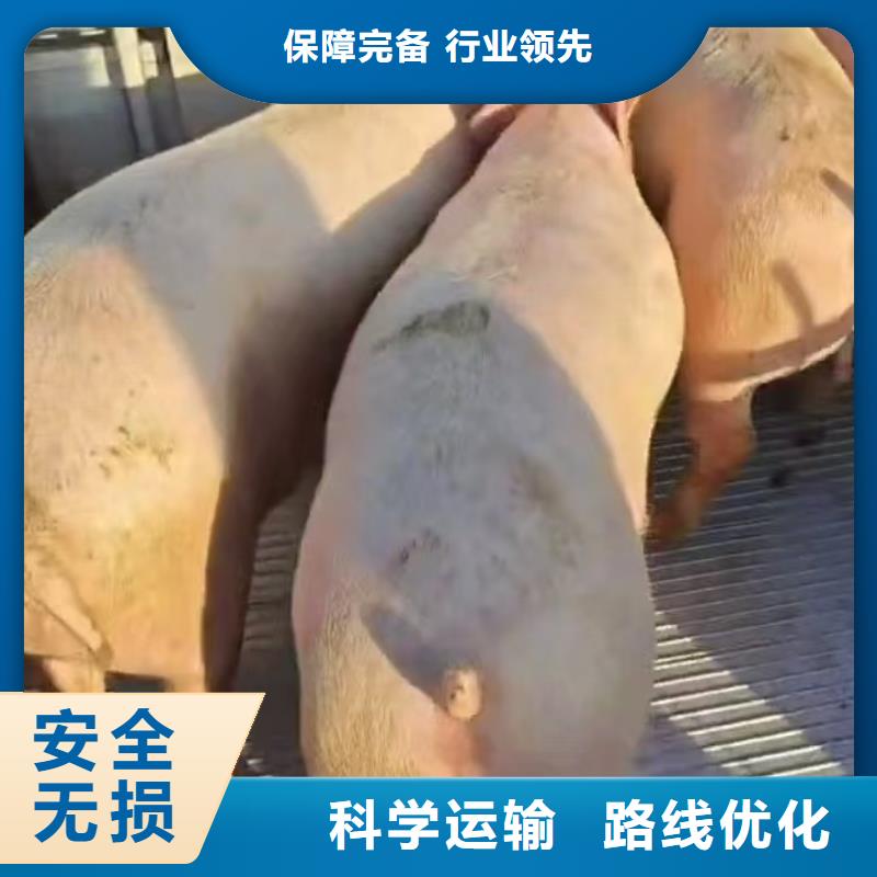 宿迁到牛运输专用车专线运输
