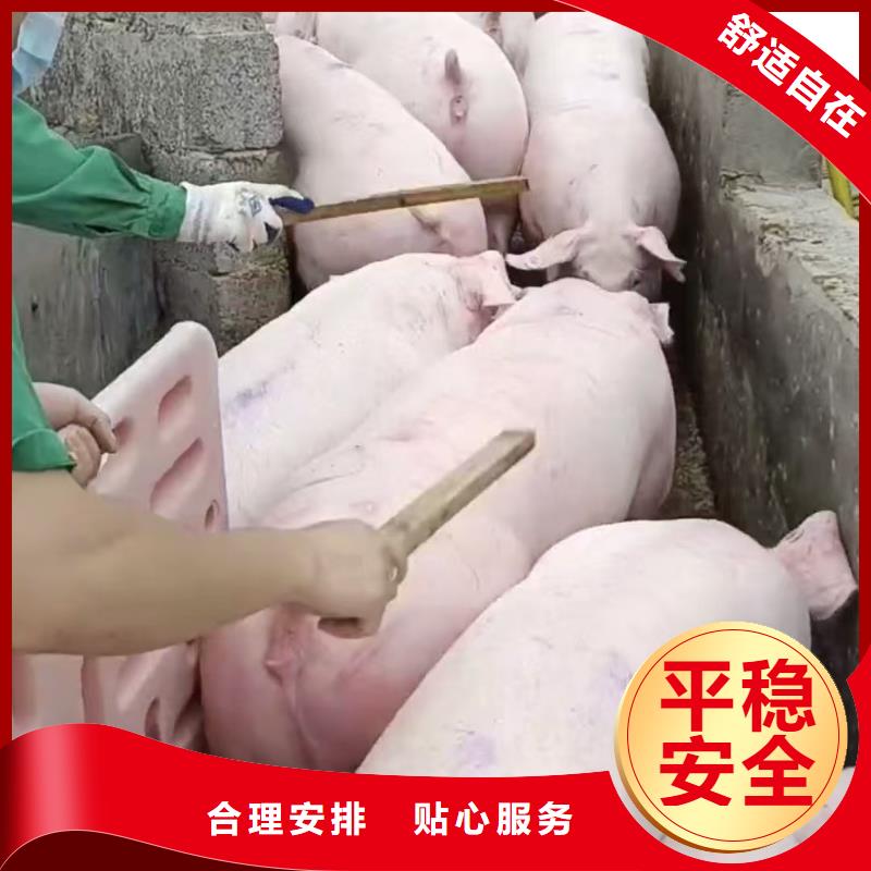 宿迁市泗洪到活禽运输品牌知名