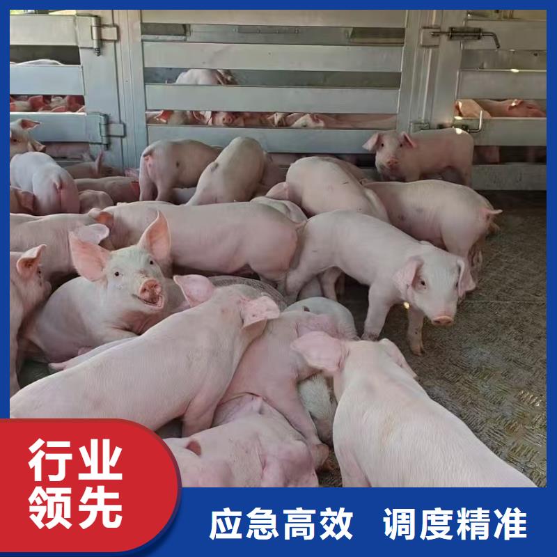 宿迁市泗阳到仔猪运输行业领先