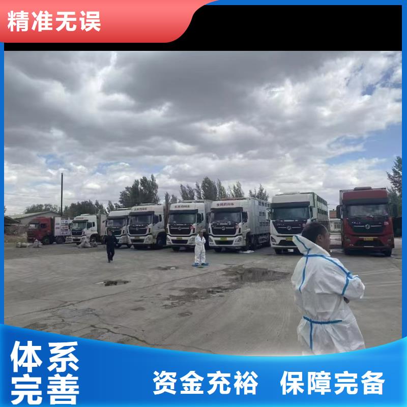 济宁到牛运输专用车无忧