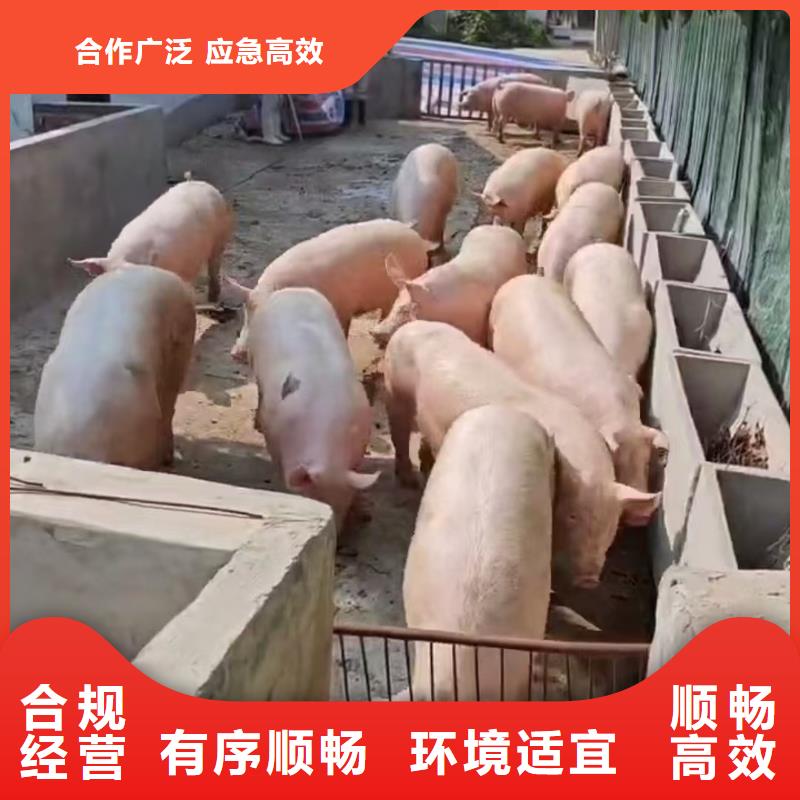 宿迁市泗阳到活禽运输有序顺畅