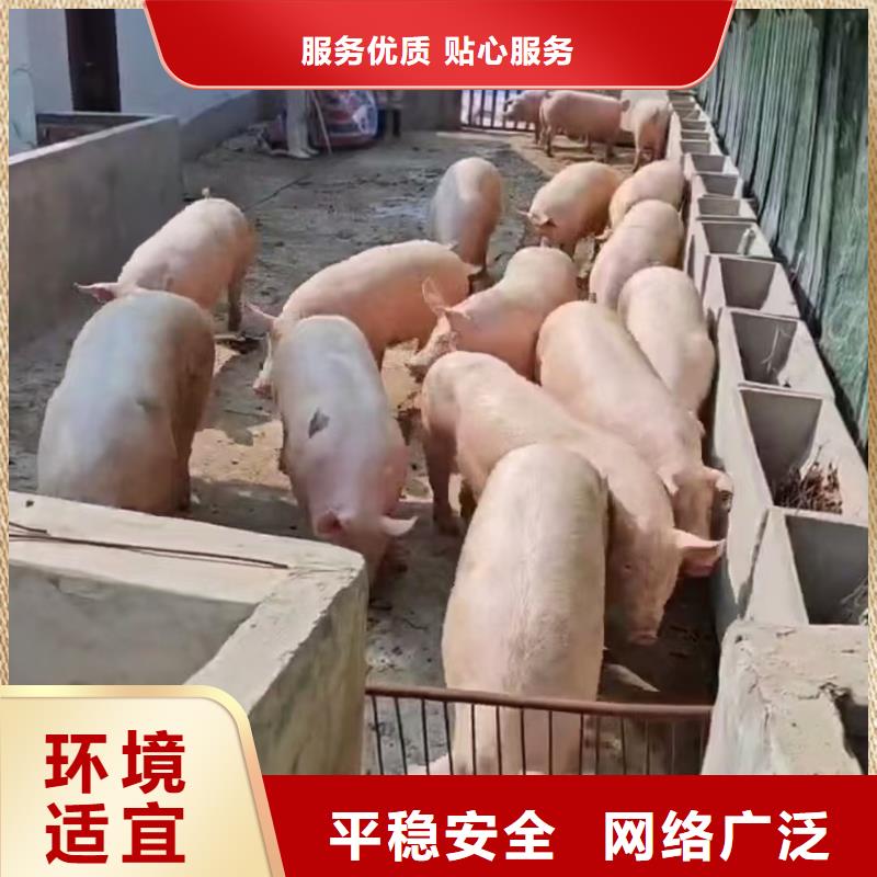 宿迁市沭阳到散装料专用车正规物流