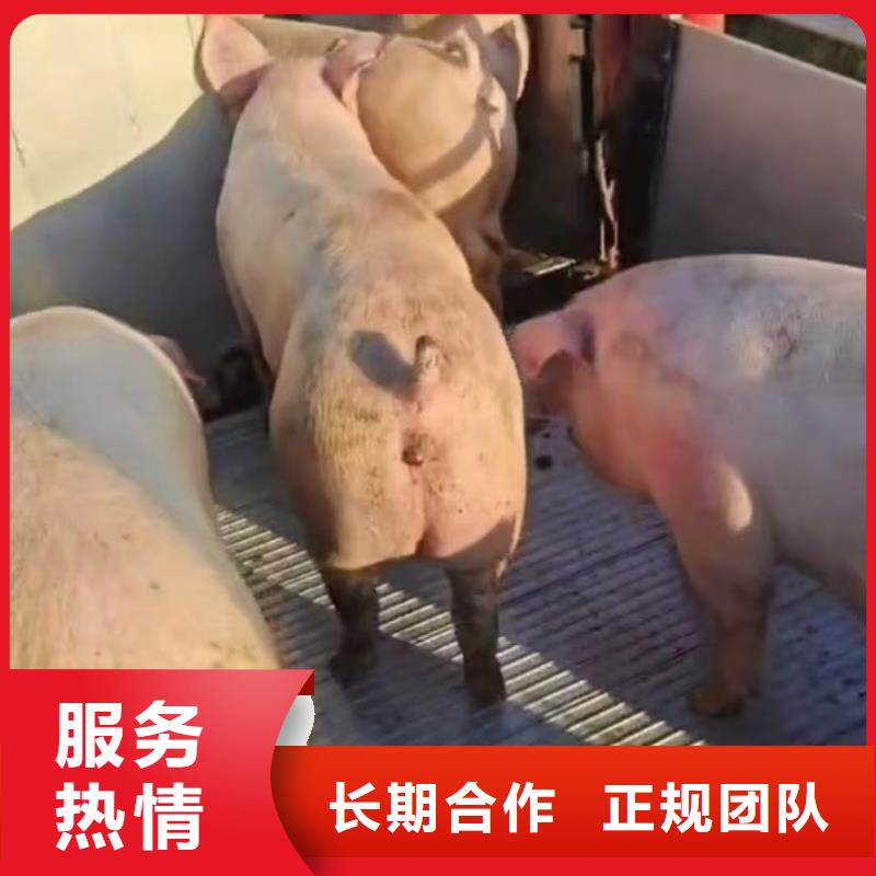 宿迁市沭阳到仔猪运输-专用车专车专运
