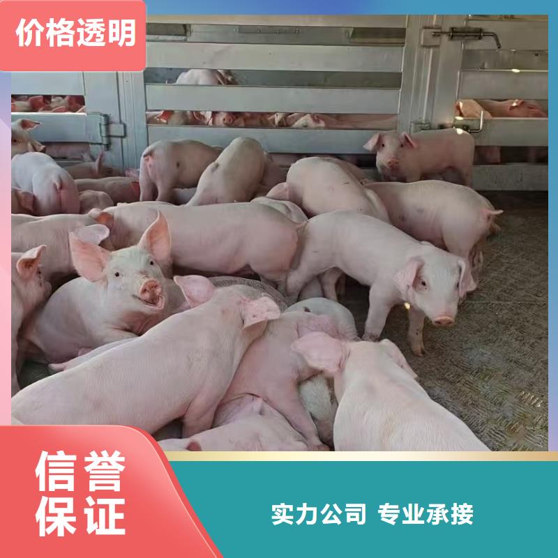 到仔猪运输